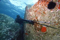 Pesca in Apnea